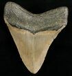 Nice Megalodon Tooth - Carolinas #6668-2
